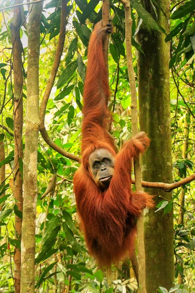 Female Sumatran Orangutan Pongo Abelii Hanging Trees Gunung Leuser National — Stock Photo, Image