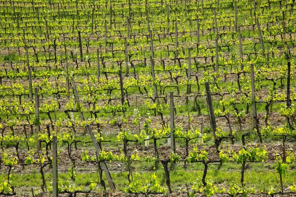 Řádky Hroznů Vinné Révy Vinici Nedaleko Montalcino Val Orcia Toskánsko — Stock fotografie