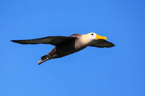 Waved Albatross Phoebastria Irrorata Flight Espanola Island Galapagos National Park — Stock Photo, Image