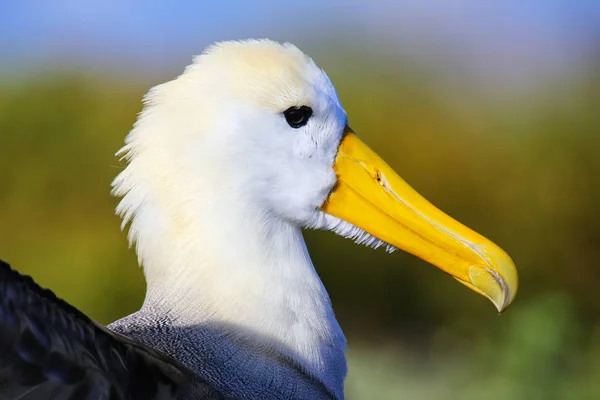 Retrato Albatroz Ondulado Phoebastria Irrorata Ilha Espanola Parque Nacional Galápagos — Fotografia de Stock