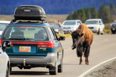 Yellowstone Milli Parkı, Amerika Birleşik Devletleri - 28 Ağustos: Bison Yellowstone Milli Parkı, Wyoming, ABD'de 28 Ağustos 2013 trafiği engelliyor. Yellowstone Parkı bizon sürünün ABD'de Amerikan bison en büyük ortak sürüsü olduğunu