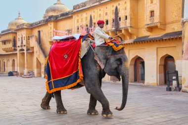 Amer, Hindistan - 13 Kasım: Kimliği belirsiz sürmek Amber Fort Jaleb Chowk fil üzerinde 13 Kasım 2014 Amber, Hindistan dekore edilmiştir. Fil sürmek popüler turistik Amber Fort içinde bulunmaktadır. 