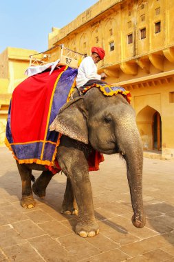 Amer, Hindistan - 13 Kasım: Kimliği belirsiz sürmek Amber Fort Jaleb Chowk fil üzerinde 13 Kasım 2014 Amber, Hindistan dekore edilmiştir. Fil sürmek popüler turistik Amber Fort içinde bulunmaktadır. 