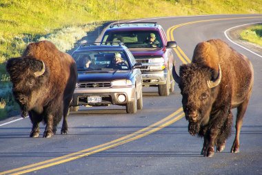 Yellowstone Milli Parkı, Amerika Birleşik Devletleri - 19 Temmuz: Bison engelleme yolda 19 Temmuz 2005 Yellowstone Milli Parkı, Wyoming, ABD. Yellowstone Parkı bizon sürünün ABD'de Amerikan bison en büyük ortak sürüsü olduğunu