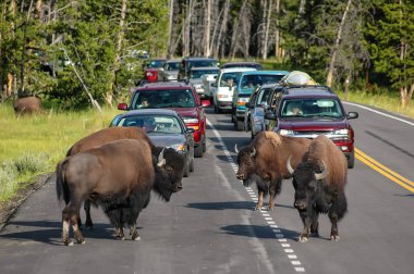 Yellowstone Milli Parkı, ABD - Temmuz 21: 21 Temmuz 2005 bizon engelleme yolda Yellowstone Milli Parkı, Wyoming, ABD sürüsü. Yellowstone Parkı bizon sürünün ABD'de Amerikan bison en büyük ortak sürüsü olduğunu