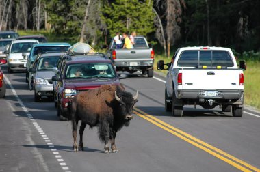 Yellowstone Milli Parkı, Amerika Birleşik Devletleri - 21 Temmuz: Erkek bizon engelleme yolu 21 Temmuz 2005 tarihinde Yellowstone Milli Parkı, Wyoming, ABD. Yellowstone Parkı bizon sürünün ABD'de Amerikan bison en büyük ortak sürüsü olduğunu