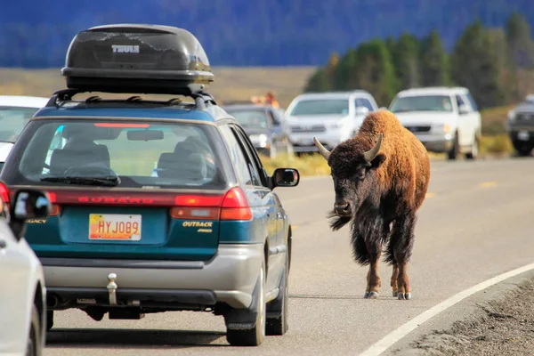 Parque Nacional Yellowstone Agosto Bisonte Bloqueando Tráfico Agosto 2013 Parque — Foto de Stock