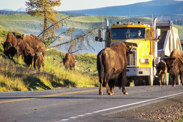 Parque Nacional Yellowstone Julio Bison Bloqueando Carretera Julio 2005 Parque — Foto de Stock