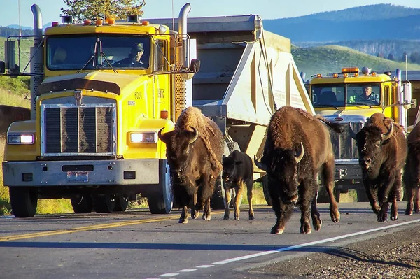 Parque Nacional Yellowstone Julio Bison Bloqueando Carretera Julio 2005 Parque — Foto de Stock