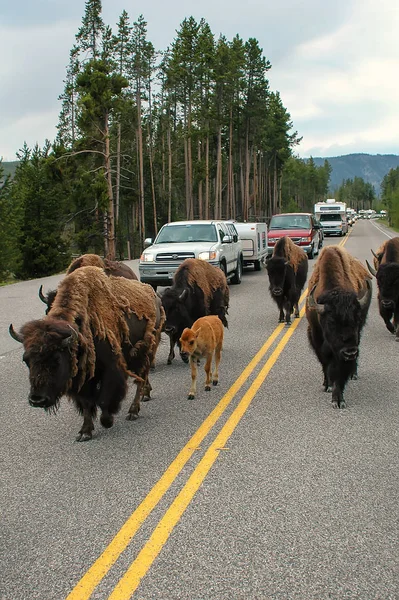 Parque Nacional Yellowstone Junio Manada Bisontes Bloqueando Carretera Junio 2005 — Foto de Stock