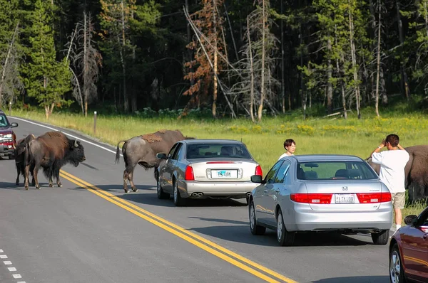 Parque Nacional Yellowstone Julio Bison Bloqueando Carretera Julio 2005 Parque — Foto de Stock