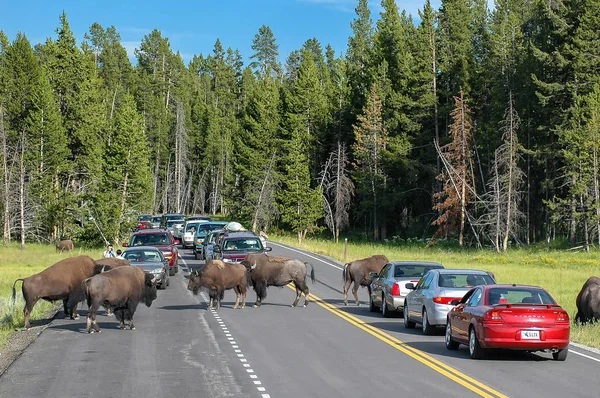 Parque Nacional Yellowstone Julio Manada Bisontes Bloqueando Carretera Julio 2005 — Foto de Stock