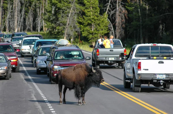 Parque Nacional Yellowstone Julio Bisonte Macho Bloquea Carretera Julio 2005 — Foto de Stock