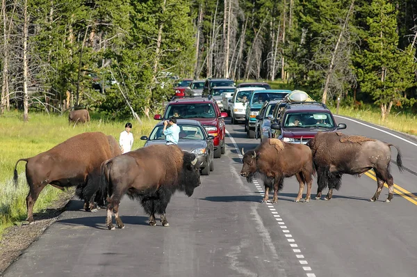 Yellowstone National Park Usa July Herd Bison Blocking Road July — Stock Photo, Image