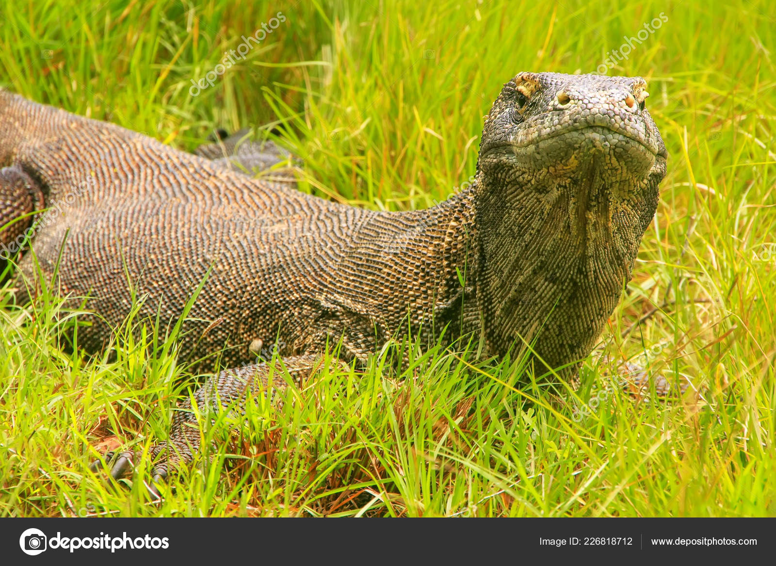 Komodo Dragon Varanus Komodoensis Lying Grass Rinca Island Komodo komodo-dragon-varanus-komodoensis-lying-grass-rinca-island-komodo
