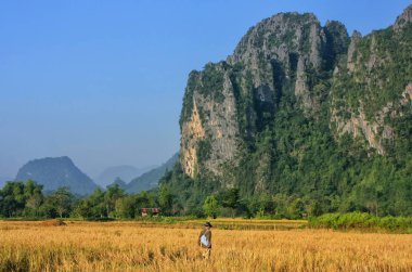 Kaya oluşumları Vang Vieng, Laos içinde çevrili pirinç alan hasat. Vang Vieng macera turizm kireçtaşı karst peyzaj için popüler bir yer.