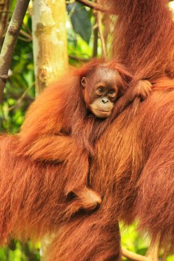 Bebek Sumatra orangutanı, annesinin yanında Gunung Leuser Ulusal Parkı, Sumatra, Endonezya. Sumatra orangutanı, Sumatra 'nın kuzeyine özgü ve ciddi bir tehlike altında..