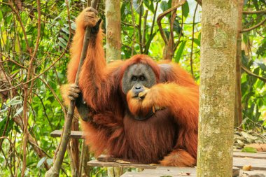 Sumatralı erkek orangutan (Pongo abelii) Gunung Leuser Ulusal Parkı, Sumatra, Endonezya 'da bir platformda oturuyor. Sumatra orangutanı, Sumatra 'nın kuzeyine özgü ve ciddi bir tehlike altında..