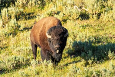 Yellowstone Ulusal Parkı, Wyoming, ABD 'de duran erkek bizon.