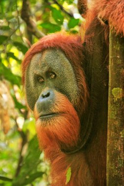 Gunung Leuser Ulusal Parkı, Sumatra, Endonezya 'da erkek Sumatra orangutan (Pongo abelii) portresi. Sumatra orangutanı, Sumatra 'nın kuzeyine özgü ve ciddi bir tehlike altında..