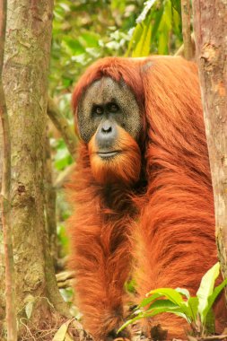 Erkek Sumatra orangutanı (Pongo abelii) Gunung Leuser Ulusal Parkı, Sumatra, Endonezya 'da yerde duruyor. Sumatra orangutanı, Sumatra 'nın kuzeyine özgü ve ciddi bir tehlike altında..