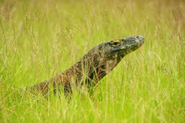 Komodo dragon Rinca Adası ın Komodo Ulusal Parkı, Nusa Tenggara, Endonezya çimlere yatan portresi. Bu en büyük yaşam familyasına ait bir kertenkele