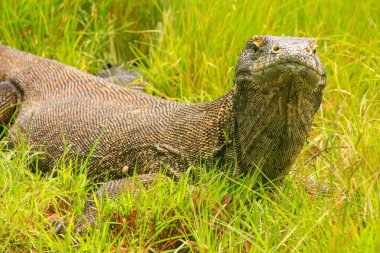 Komodo dragon (Varanus komodoensis) Rinca Adası ın Komodo Ulusal Parkı, Nusa Tenggara, Endonezya çimlere yatan. Bu en büyük yaşam familyasına ait bir kertenkele