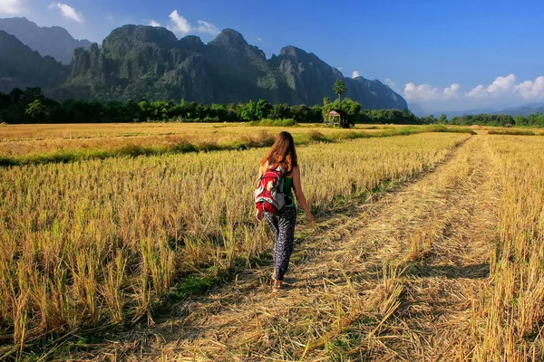 Hasat pirinç alanında Vang Vieng, Laos üzerinden yürüyen kadın. Vang Vieng macera Turizm kireçtaşı karst peyzaj için popüler bir yer.