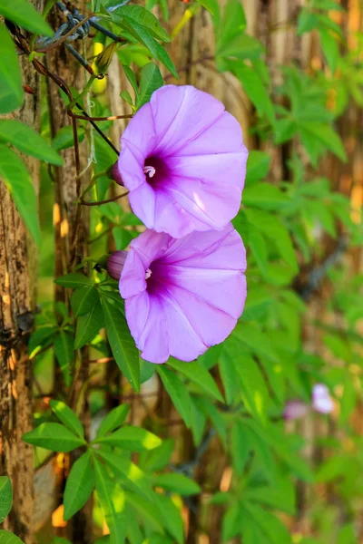 Morning Glory Murgröna Växt Växa Bredvid Bambu Staket — Stockfoto