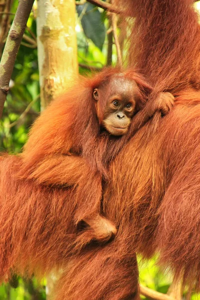 stock image Baby Sumatran orangutan next to its mother n Gunung Leuser National Park, Sumatra, Indonesia. Sumatran orangutan is endemic to the north of Sumatra and is critically endangered.