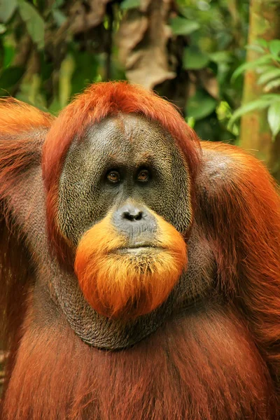 Portrét Muže Sumatran Orangutan Pongo Abelii Národním Parku Gunung Leuser — Stock fotografie