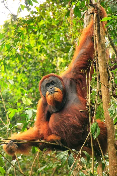 Orango Maschio Sumatra Pongo Abelii Seduto Albero Nel Parco Nazionale — Foto Stock