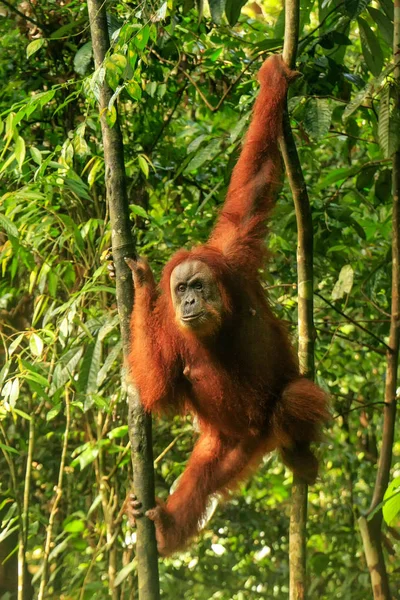 Female Sumatran Orangutan Pongo Abelii Hanging Trees Gunung Leuser National — Stock Photo, Image