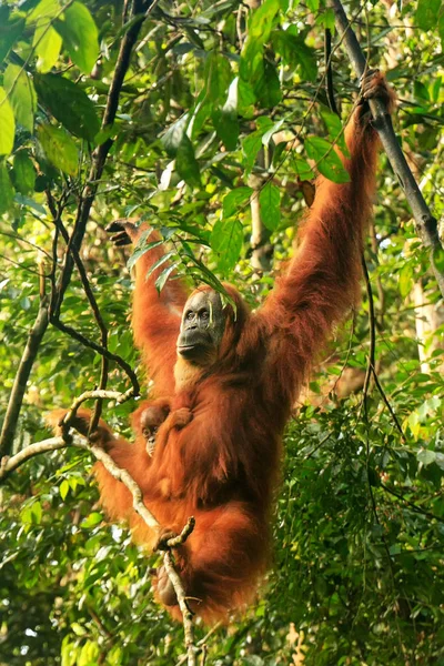 Orango Femminile Sumatra Con Bambino Appeso Tra Gli Alberi Gunung — Foto Stock