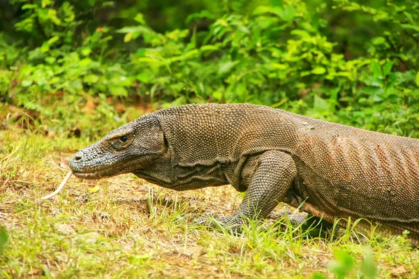Komodo dragon Komodo Ulusal Parkı, Nusa Tenggara, Endonezya Rinca adada yürüyüş. Bu en büyük yaşam familyasına ait bir kertenkele