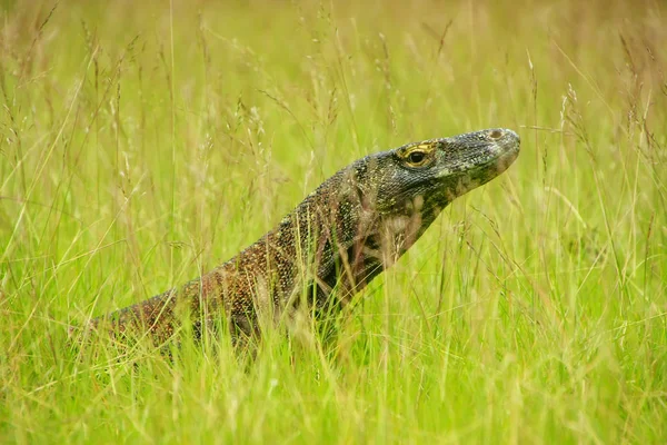 Komodo dragon Rinca Adası ın Komodo Ulusal Parkı, Nusa Tenggara, Endonezya çimlere yatan portresi. Bu en büyük yaşam familyasına ait bir kertenkele