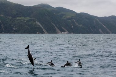 Kaikoura, Yeni Zelanda açıklarında yüzme Gölgeli yunus. Kaikoura izlemek ve yunuslarla yüzmek için popüler bir turistik yer.