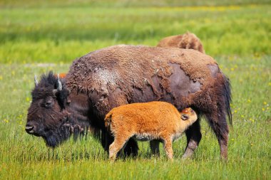 Buzağı bakıcısı olan kadın bizon, Yellowstone Ulusal Parkı, Wyoming, ABD