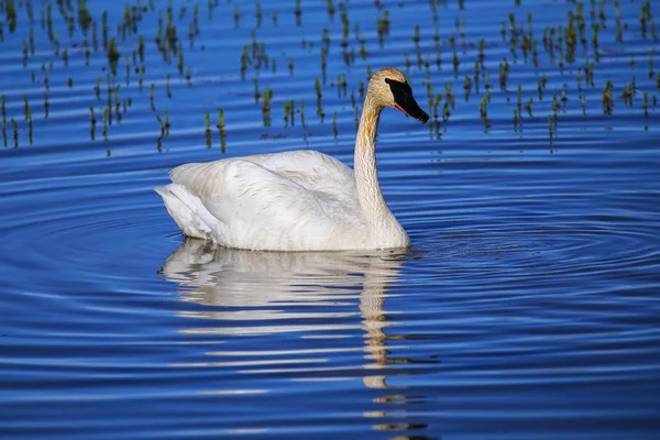 Cigno Trombettista Cygnus Buccinator Nel Parco Nazionale Yellowstone Wyoming Usa — Foto Stock