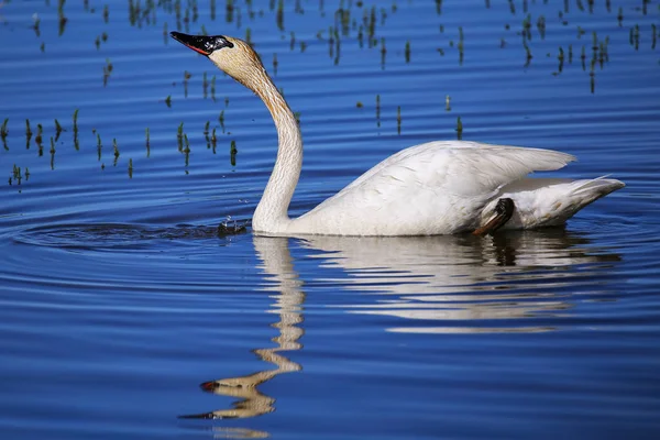 Cisne Trompetista Cygnus Buccinator Parque Nacional Yellowstone Wyoming Eua — Fotografia de Stock