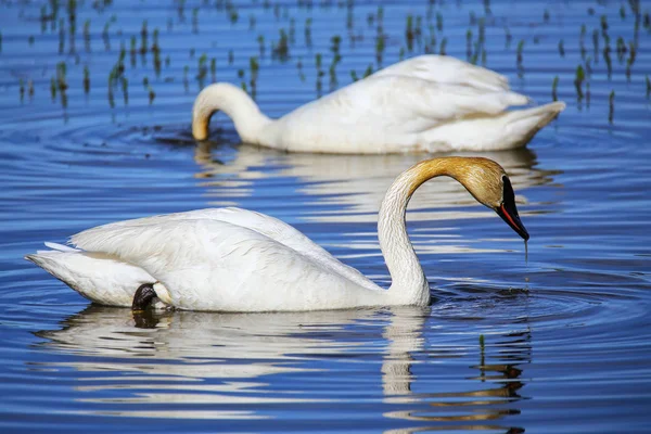 Trumpetista Labutě Cygnus Buccinator Yellowstonský Národní Park Wyoming Usa — Stock fotografie