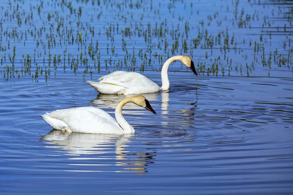 Trumpetista Labutě Cygnus Buccinator Yellowstonský Národní Park Wyoming Usa — Stock fotografie