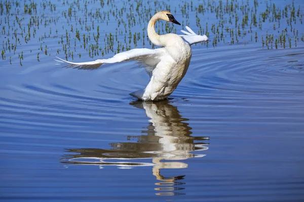 Trumpeter Swan Spreading Wings Yellowstone National Park Wyoming Eua — Fotografia de Stock