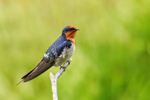Welcome Swallow (Hirundo tahitica) sitting on a stick