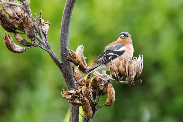 Chaffinch Fringilla Coelebs 뉴질랜드 나무에 — 스톡 사진