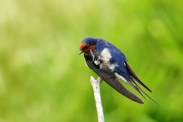 Welcome Swallow (Hirundo tahitica) itching