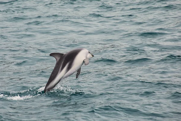 Dusky Dolphin Leaing Out Water Kaikoura New Zealand Kaikoura Popular — Stock Photo, Image