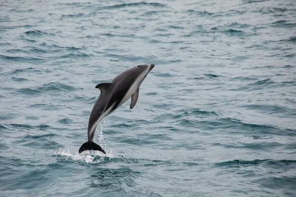 Dämmerung Delphin Springt Aus Dem Wasser Der Nähe Von Kaikoura — Stockfoto