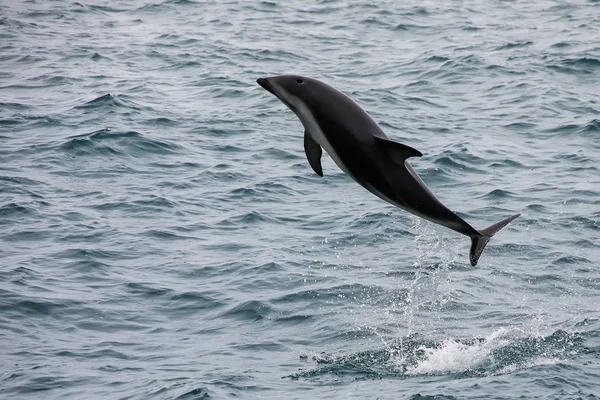 Sötét Delfin Leaing Víz Közelében Kaikoura Zéland Kaikoura Egy Népszerű — Stock Fotó