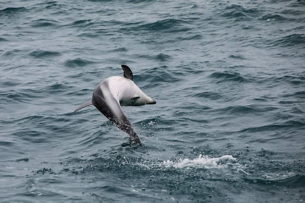 Sötét Delfin Leaing Víz Közelében Kaikoura Zéland Kaikoura Egy Népszerű — Stock Fotó